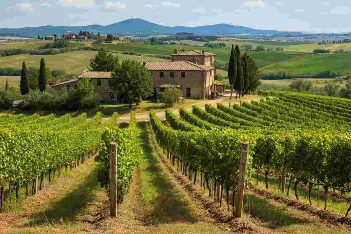 Antonio Spurio: la nuova guida della Cantina di Pitigliano porta innovazione e tradizione