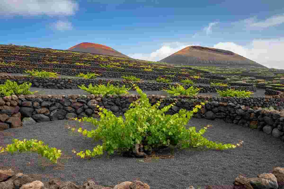 B.E.V.I. conquista l'Etna con Firriato: un'avventura tra vino e vulcani