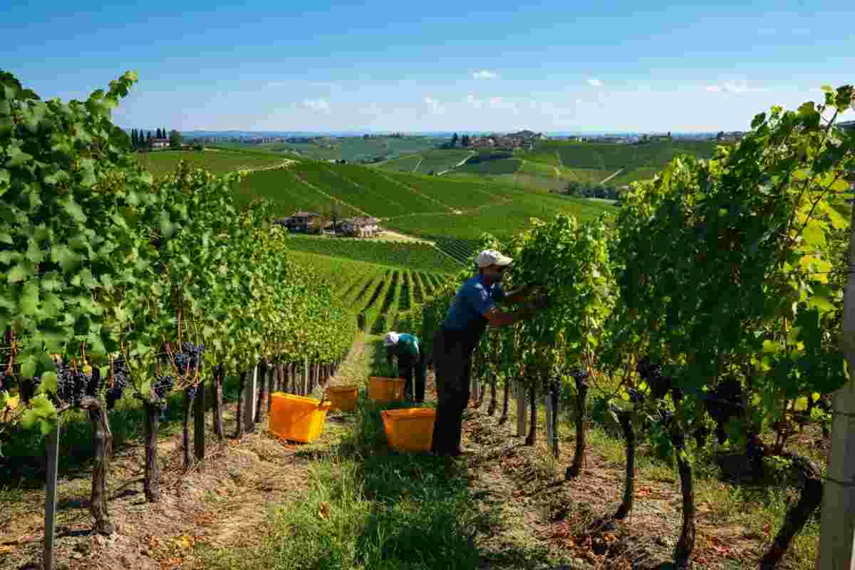 Barolo 2025: i produttori esultano per un'annata di uve Nebbiolo straordinarie