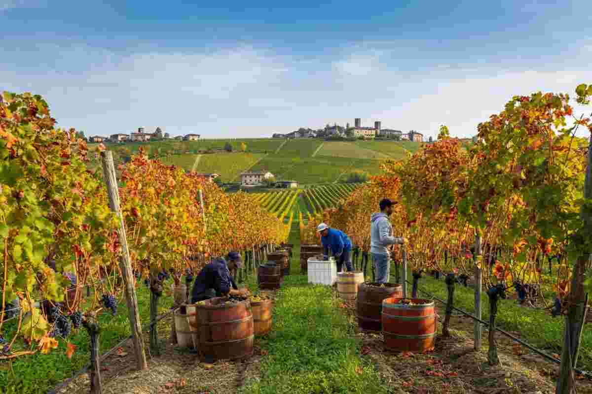 Barolo 2025: la vendemmia promette uve Nebbiolo straordinarie e un equilibrio senza precedenti