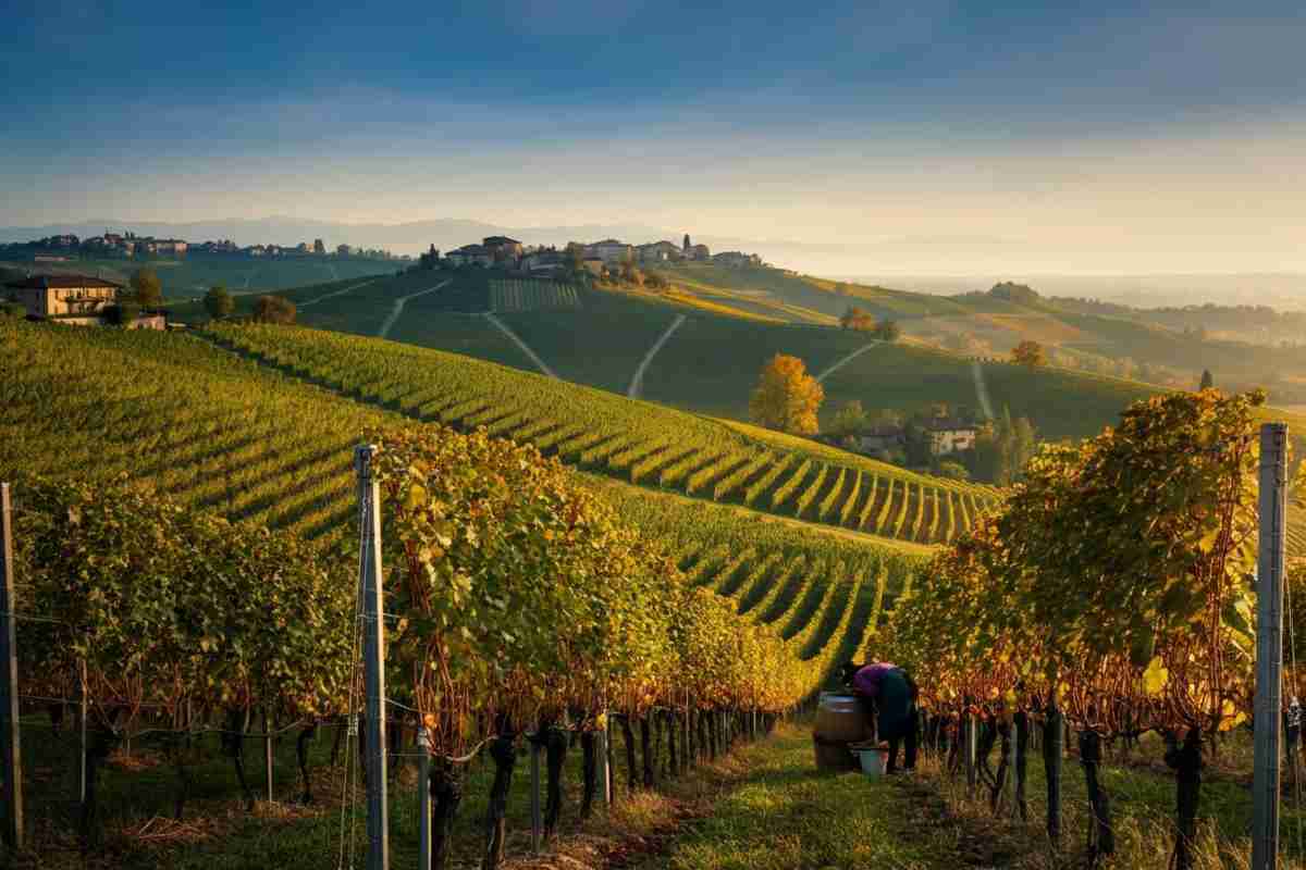 Barolo 2025: una vendemmia da sogno con uve Nebbiolo in perfetto equilibrio