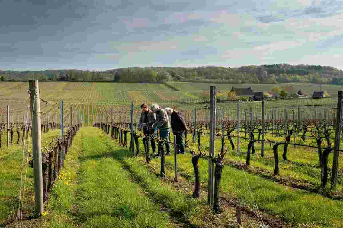 Belgio: la nuova ondata della vitivinicoltura secondo Cowez