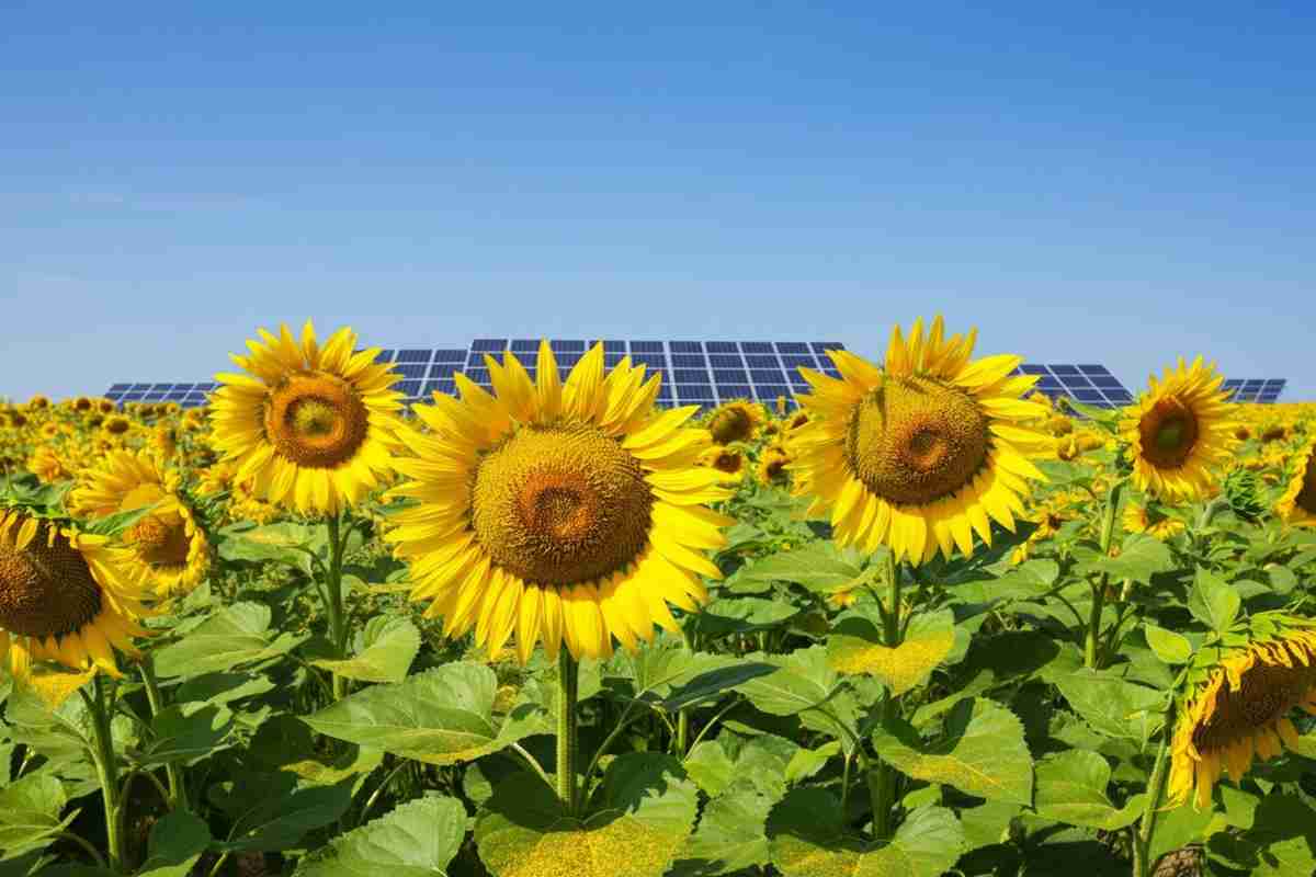 Biocarburanti: come gli agricoltori possono sfruttare un'opportunità da 120 miliardi