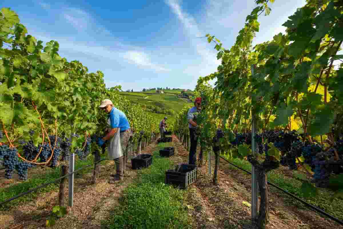Canevel dà il via alla vendemmia: un anno di grandi aspettative