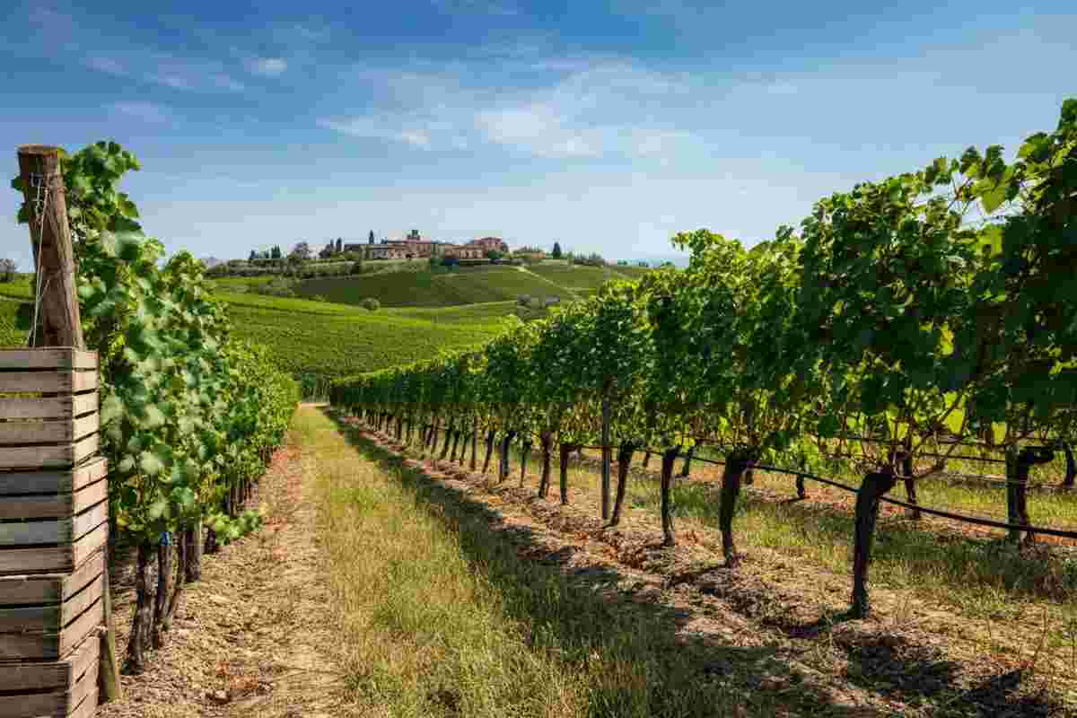 Case Vecie: il cru d’altura che definisce lo stile Brigaldara