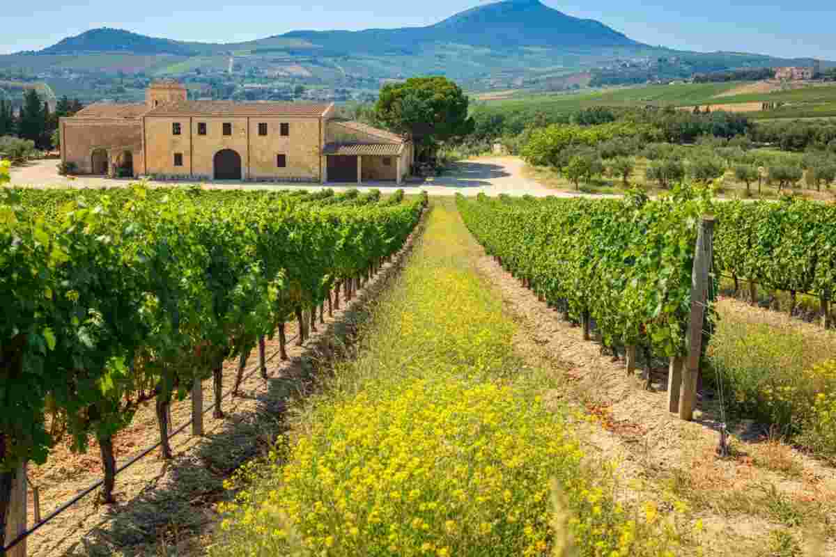 Cecile 2018 di Cantina Marilina: il vino arancione che conquista L’Espresso