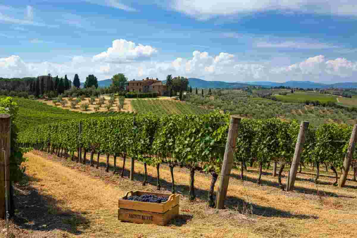 Chianti Rufina si unisce alla Global Artisan Vintners Alliance: un passo verso l'innovazione nel mondo del vino