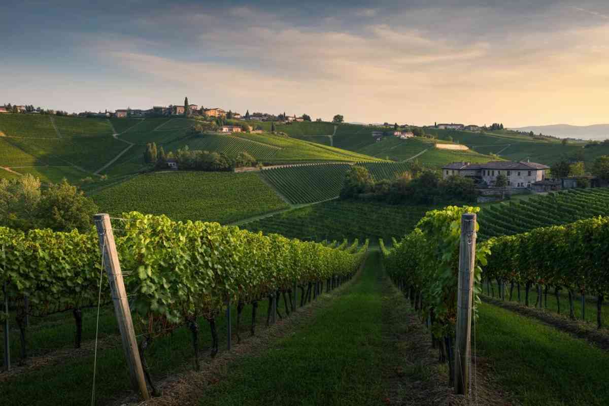 Collio Evolution: un viaggio nel futuro del vino italiano