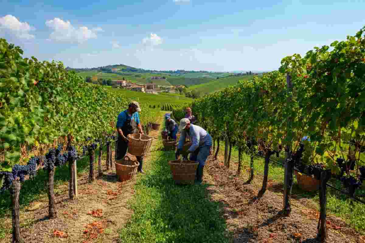Cotarella al Congresso FISAR 2025: l'importanza della collaborazione nel vino italiano