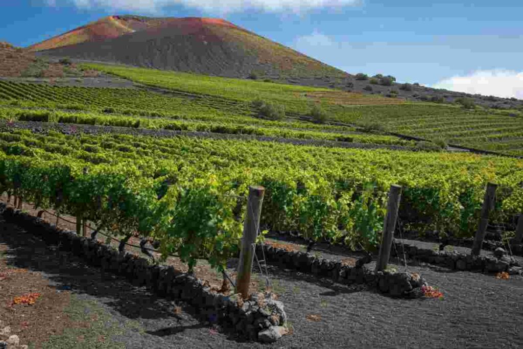 Etna DOC: come la denominazione siciliana affronta la crisi negli Stati Uniti