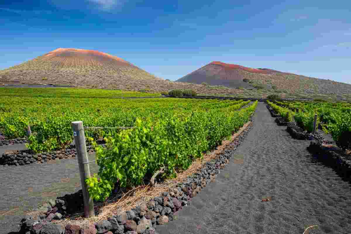 Etna DOC: il vino siciliano che conquista il mercato americano nonostante la crisi