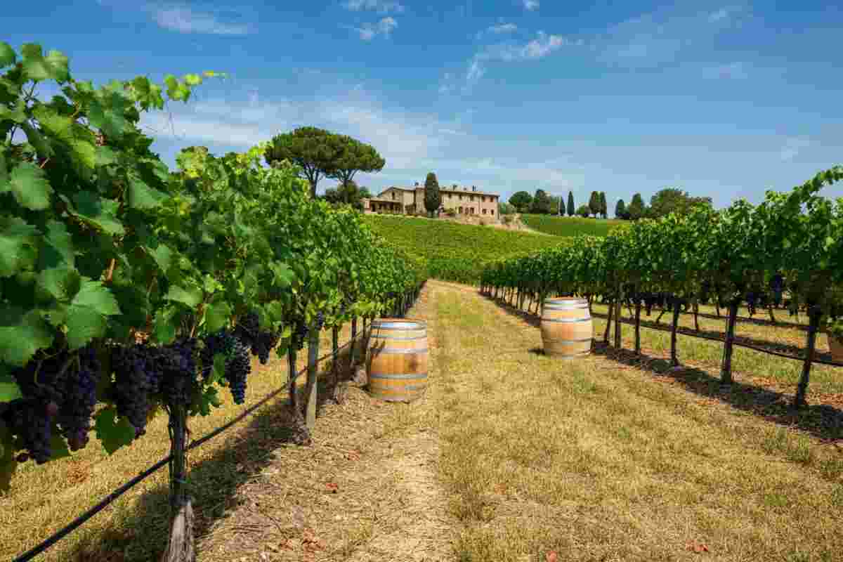 Fattoria Mantellassi conquista ancora con il suo Morellino a Vinellando 2013