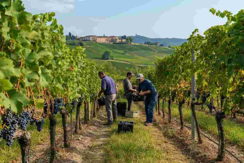 Fivi chiede equità: la battaglia per la rappresentatività nei consorzi di tutela dei vini DOC