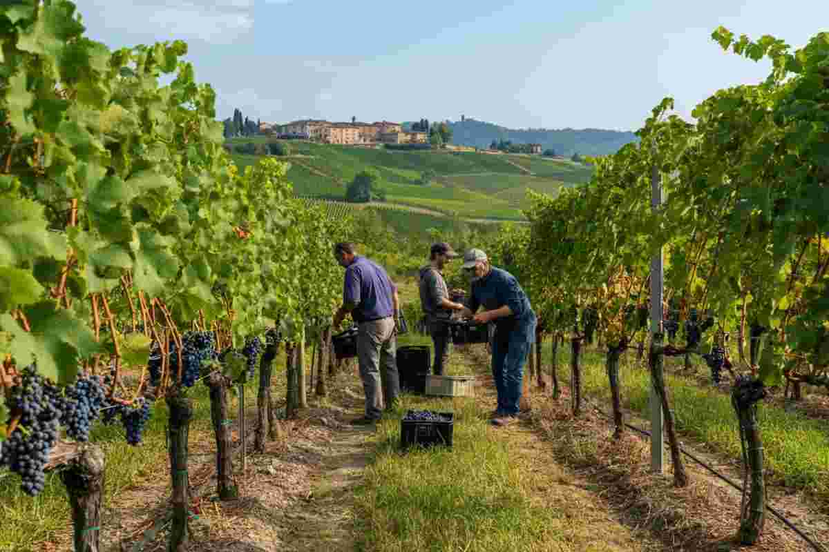 Fivi chiede equità: la battaglia per la rappresentatività nei consorzi di tutela dei vini DOC