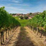 Franciacorta: 35 anni di eccellenza e innovazione nel vino