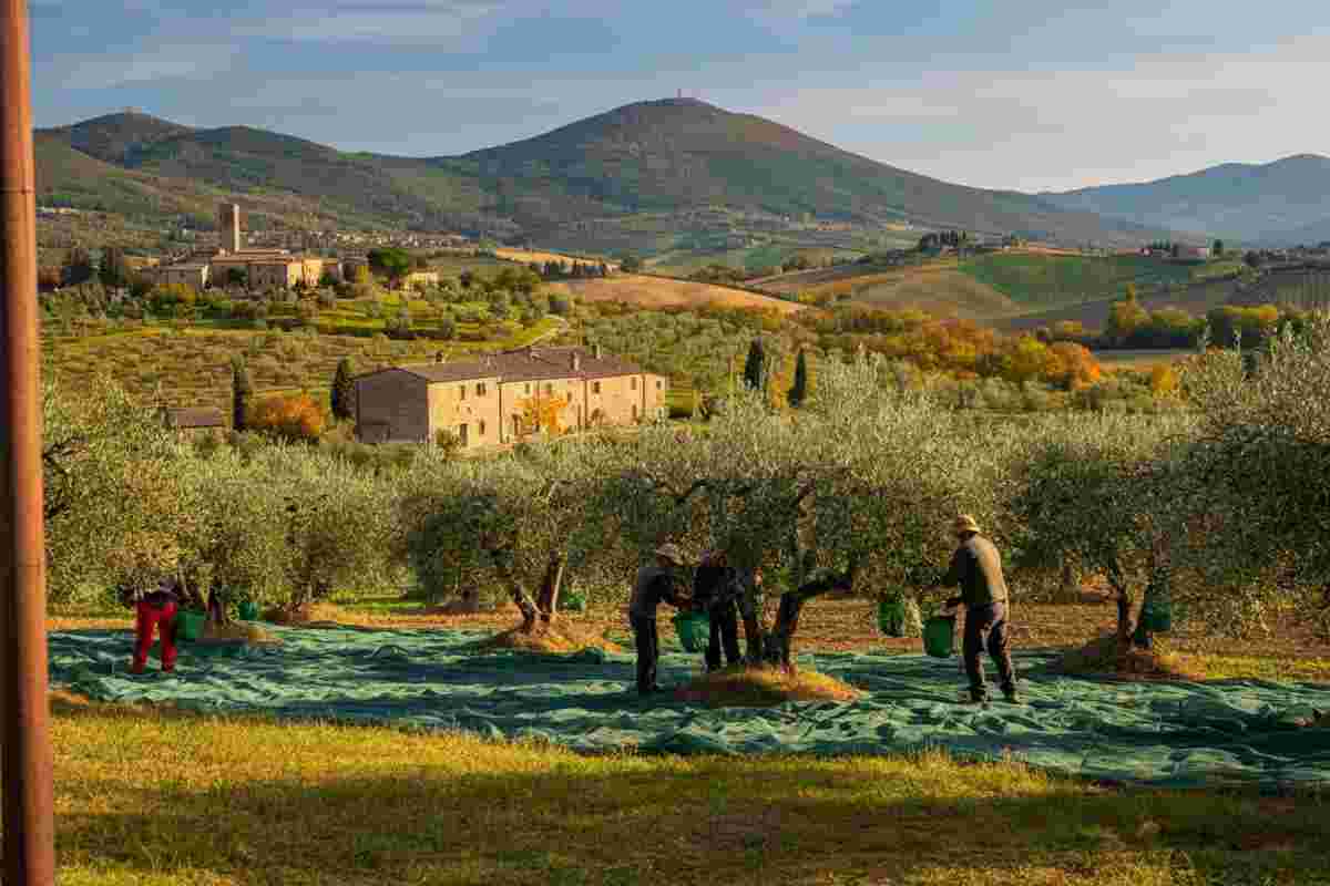 Frantoi Aperti in Umbria 2025: un viaggio tra olio nuovo, degustazioni e turismo slow