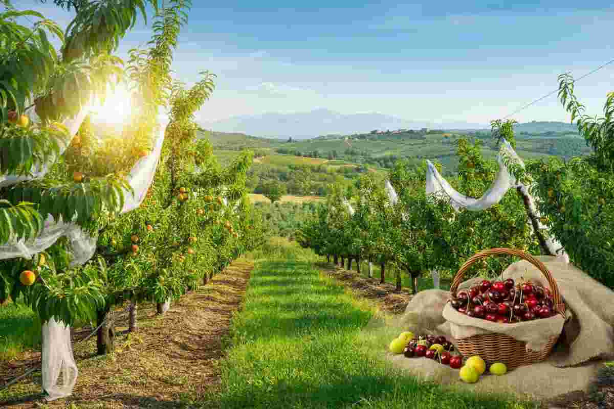 Frutta in pericolo: l'industria avverte su forniture a rischio e prezzi da record