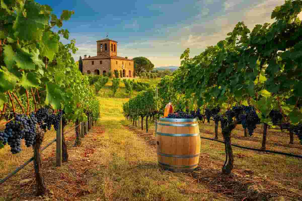 Grattamacco: un viaggio affascinante nella storia di Bolgheri