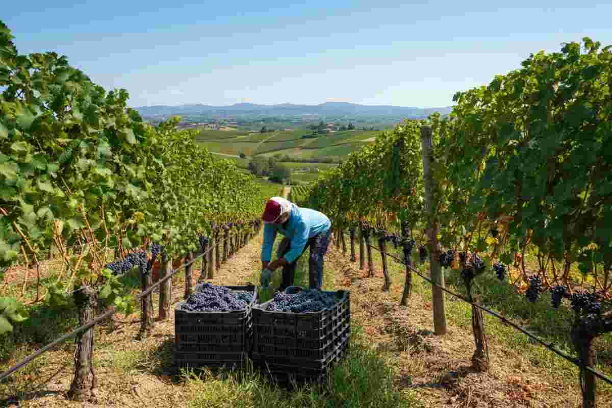 Grattamacco: un viaggio nel cuore di Bolgheri