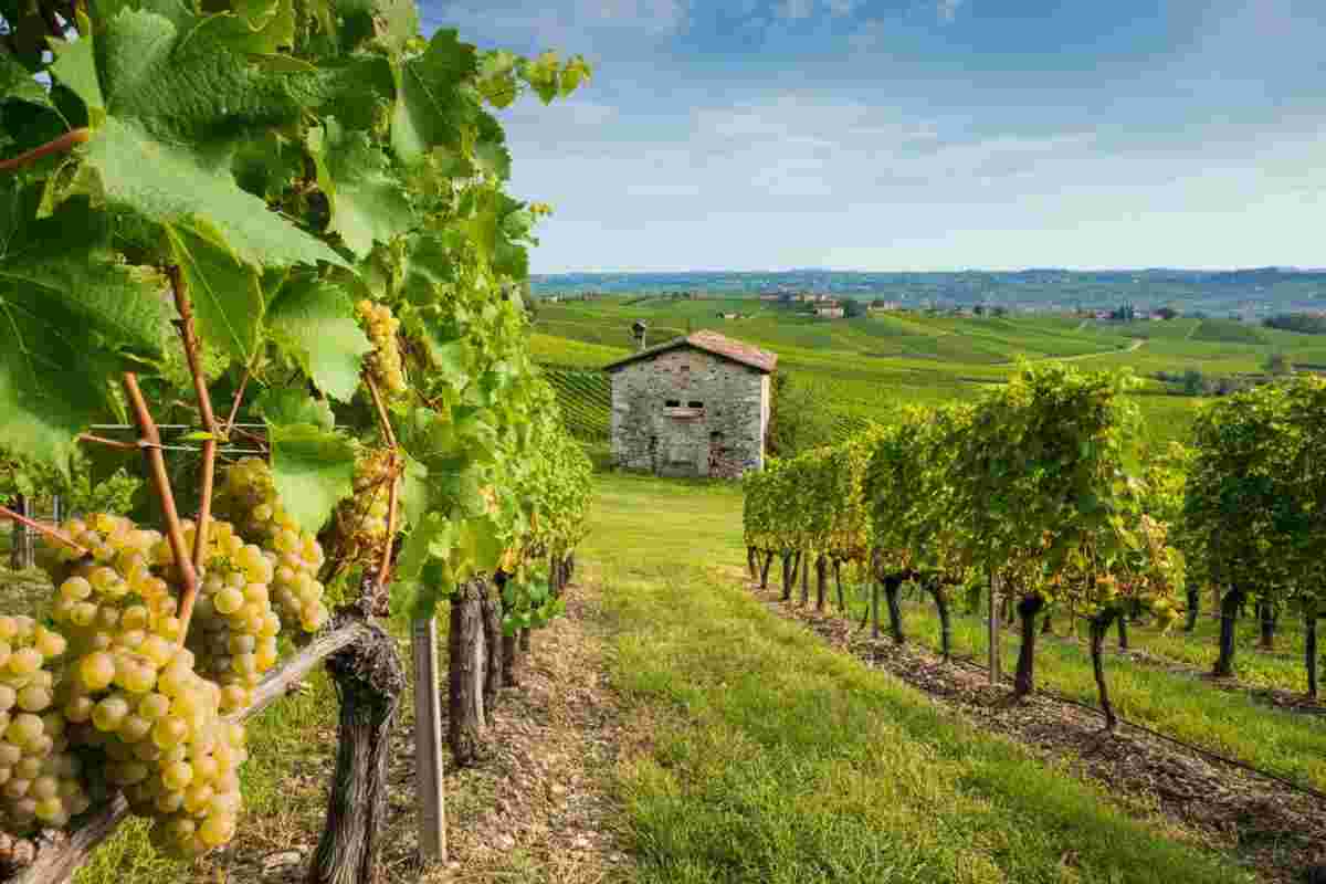 Il Collio: un tesoro bianco da scoprire per i wine lovers