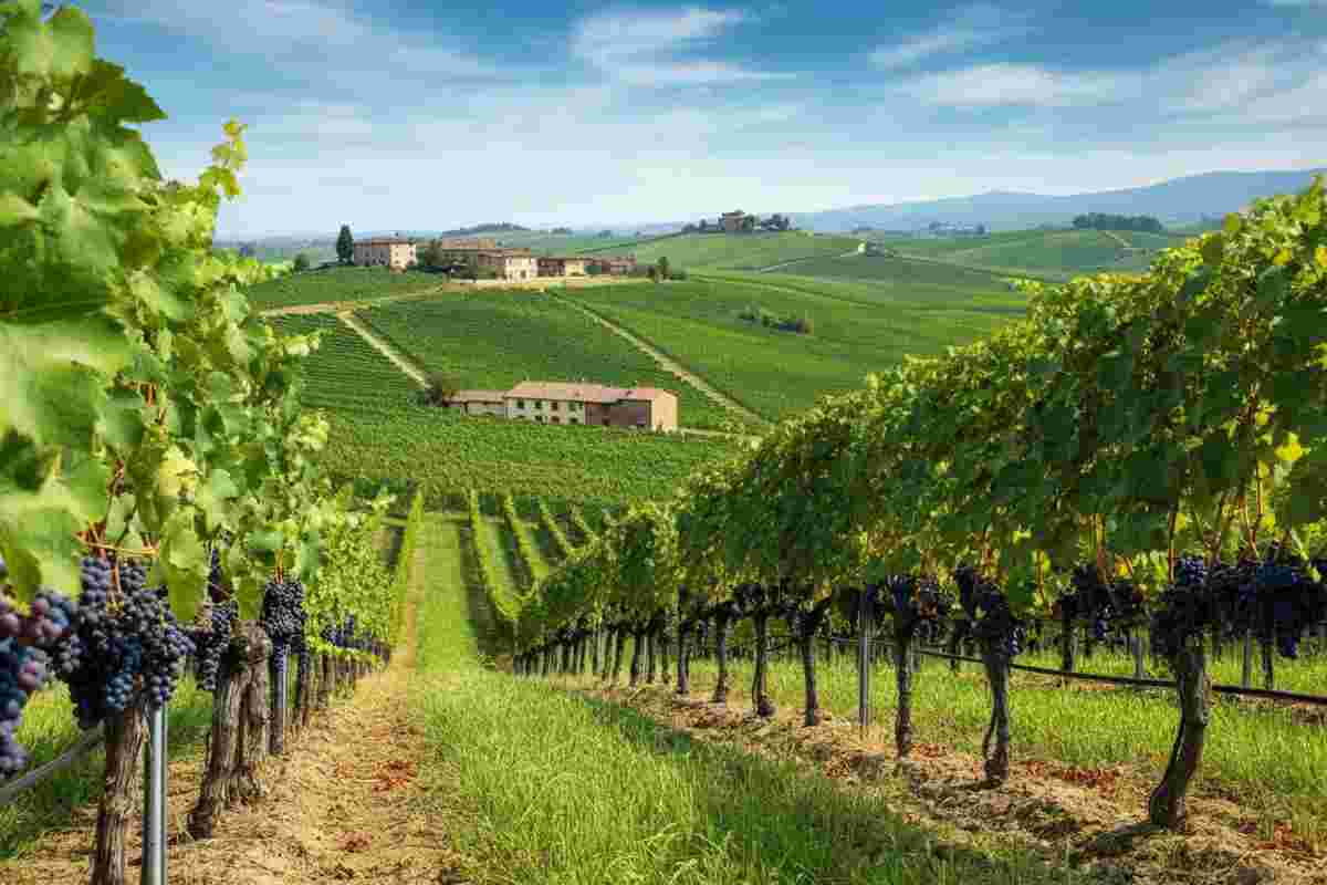 Il Consorzio del Nizza Docg si prepara al grande debutto: riconoscimento atteso per il 2026