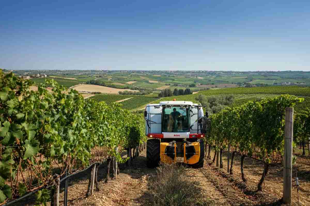Il Neolitico rivive: il vino “d’altri tempi” con la tecnologia moderna di Roberto Giacobbo in Puglia