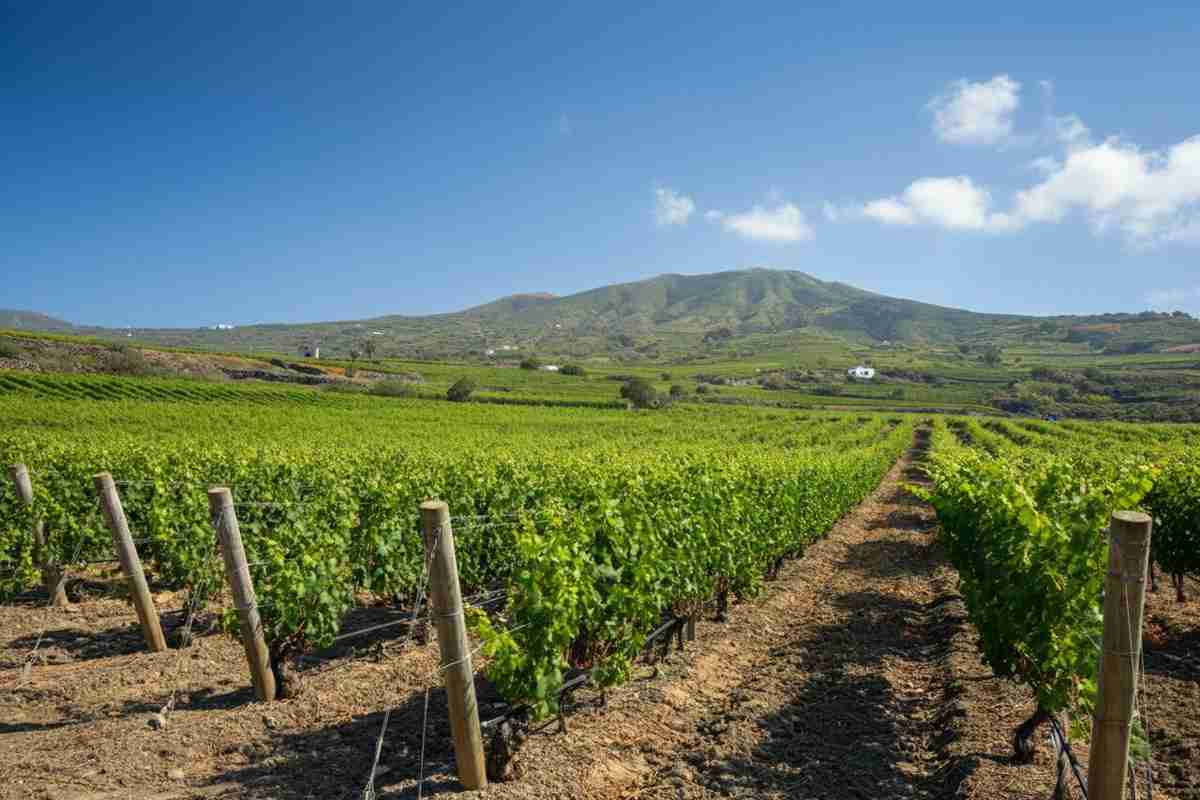 Il Passito della Solidarietà: un futuro luminoso per i viticoltori di Pantelleria