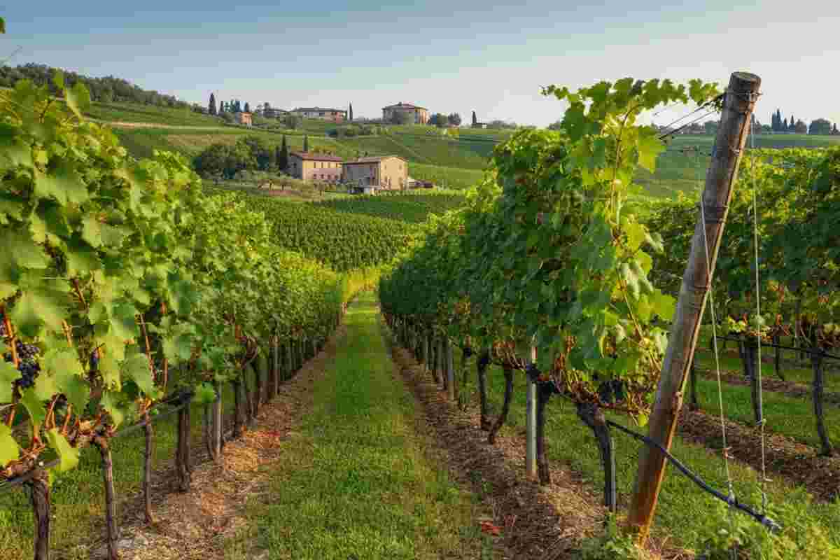 Il cru d’altura di Case Vecie: l’essenza dello stile Brigaldara