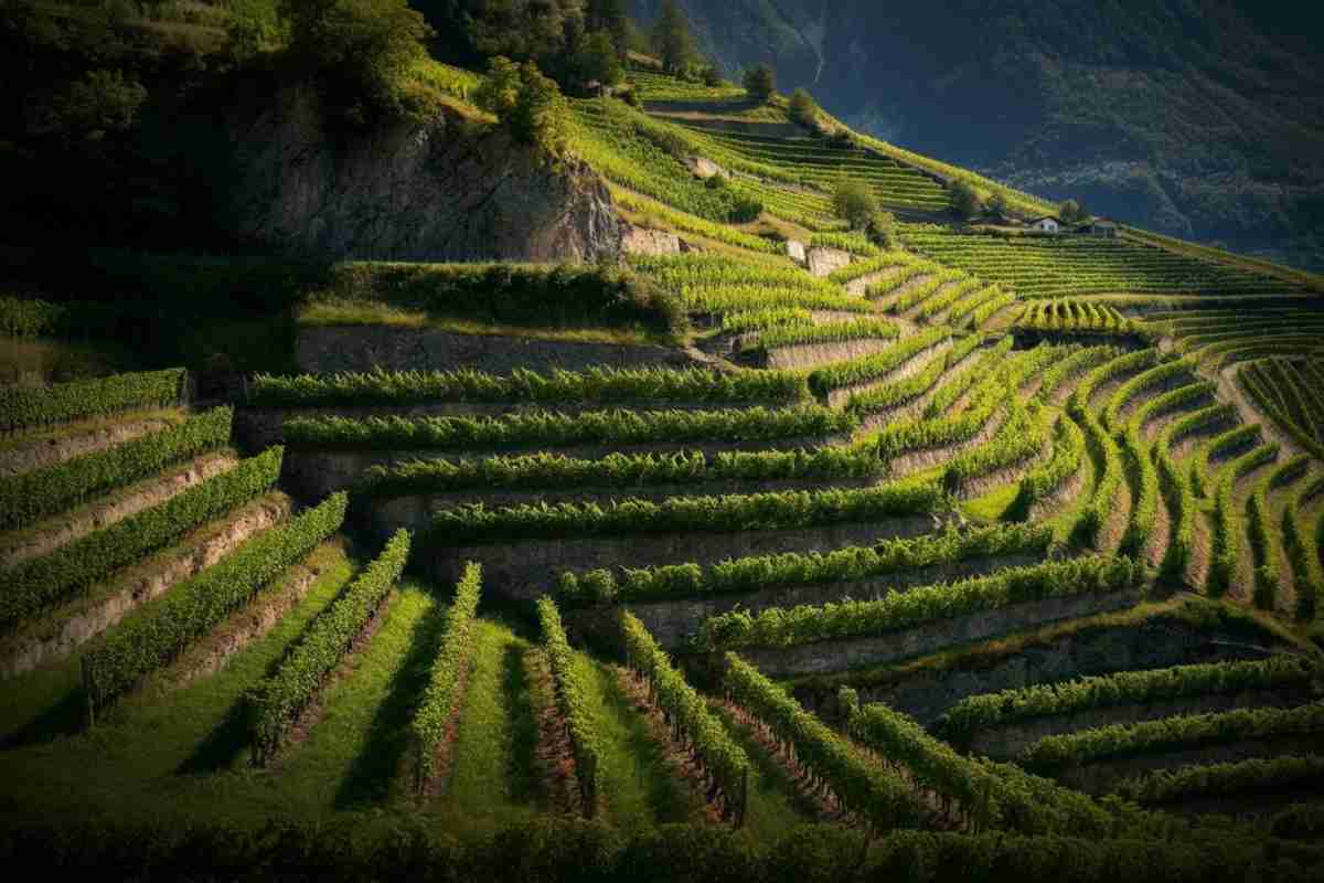 Il free climber delle vigne: la storia di Adamantis in Alto Adige