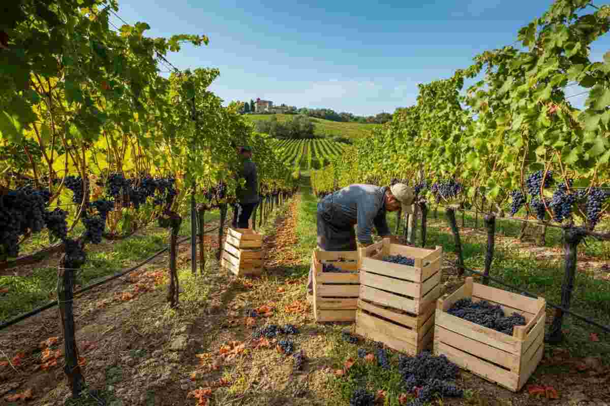 Il vino conquista la grande distribuzione: le catene europee e americane si mobilitano