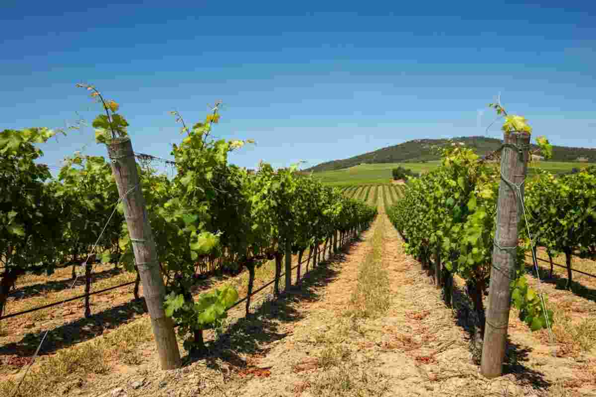 Il vino sostenibile: un'armonia da coltivare insieme