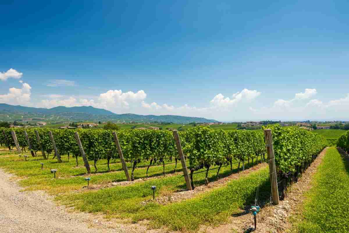 Innovazioni nell'irrigazione: come la Valpolicella affronta le sfide idriche