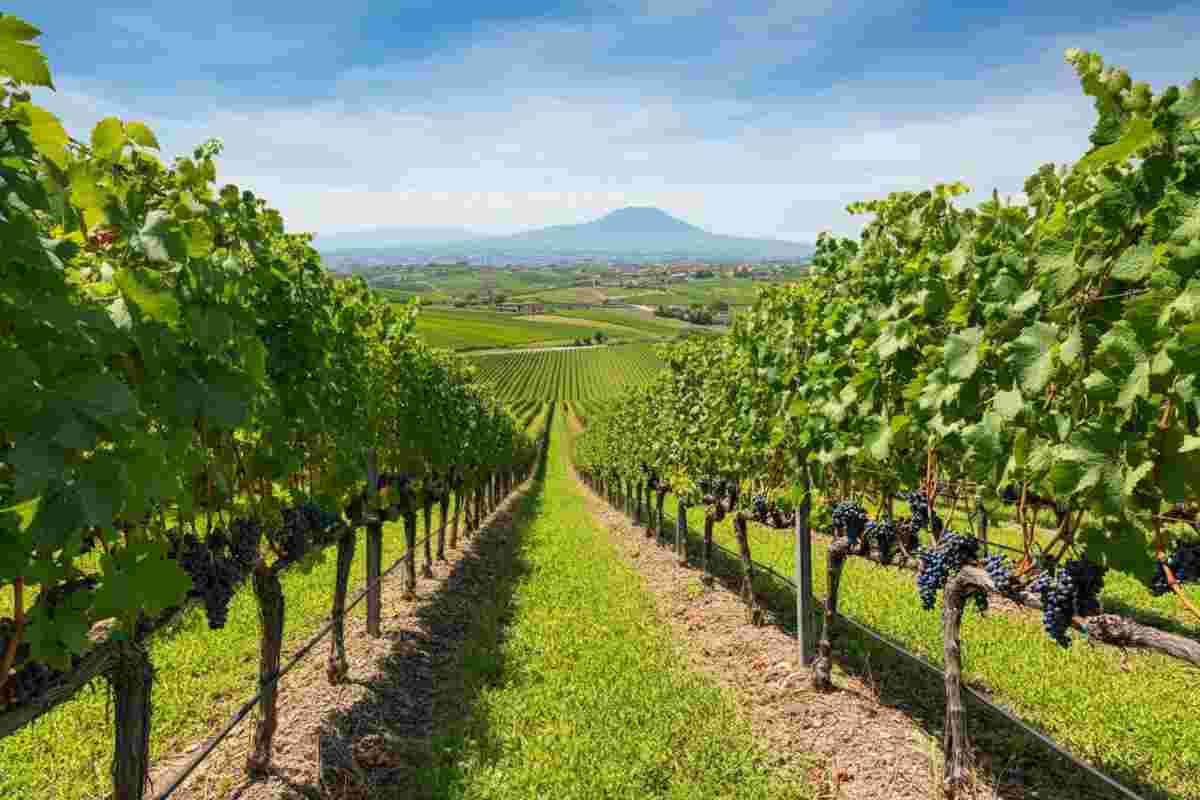 Irpinia in primo piano: scopri i vini Fiano e Greco che conquistano il palato
