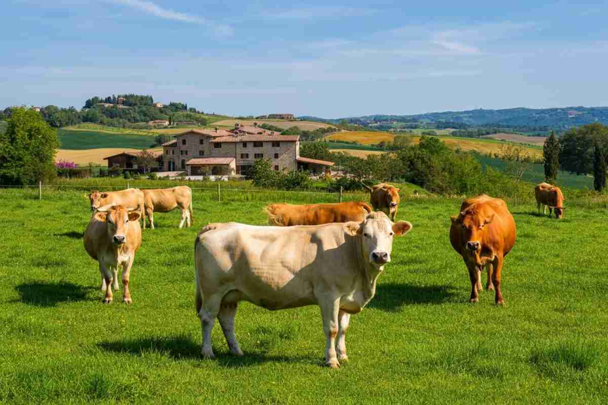 La Francia ferma l'export di bovini: cosa significa per il mercato europeo?