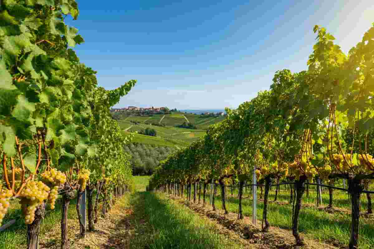 La Ponca Malvasia Collio DOC: un viaggio nel cuore delle Colline di Scriò