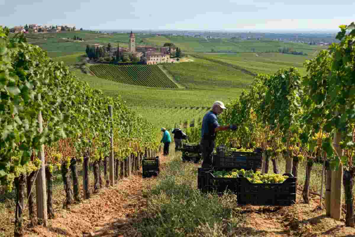La vendemmia 2025 di Suavia: un viaggio tra territorio, tecnica e talento