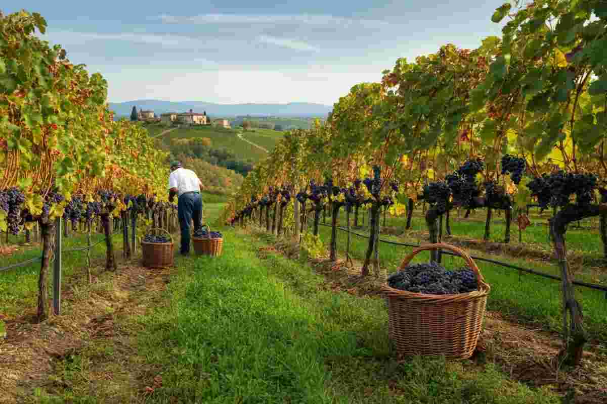 La vendemmia 2025: un viaggio tra le eccellenze dell'Alto Adige, Prosecco Docg e Lambrusco