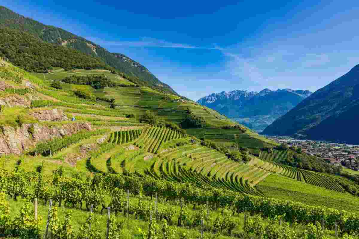 L'arte del free climbing nella viticoltura altoatesina: la storia di Adamantis