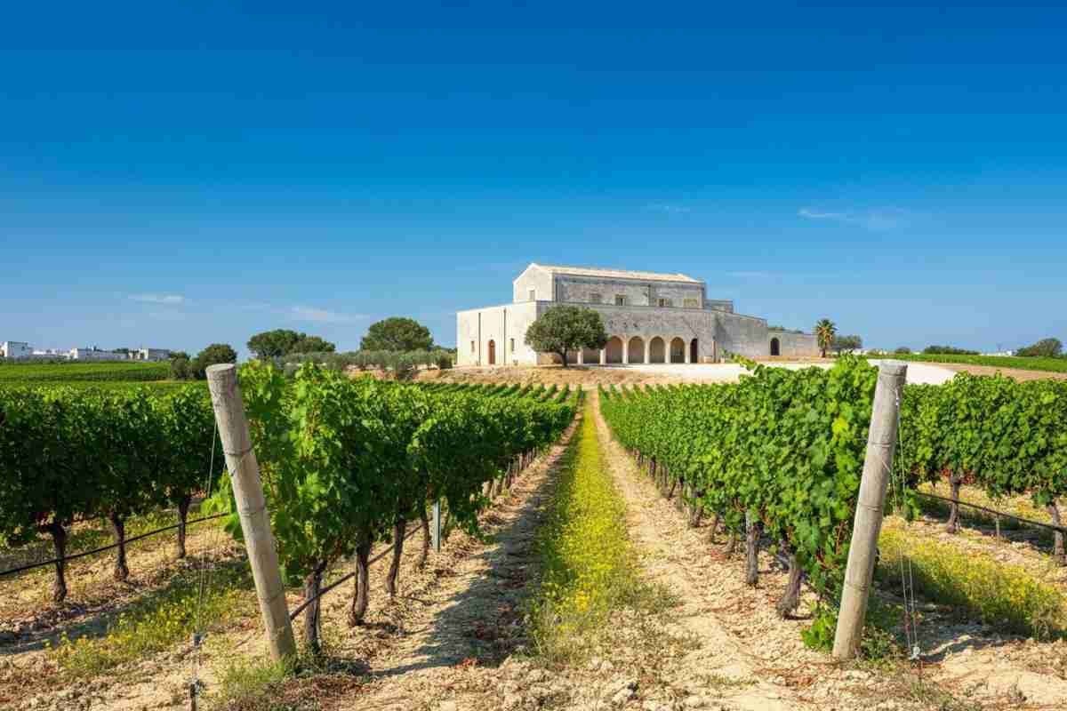 Leone de Castris: un secolo di storia e passione nel mondo del vino