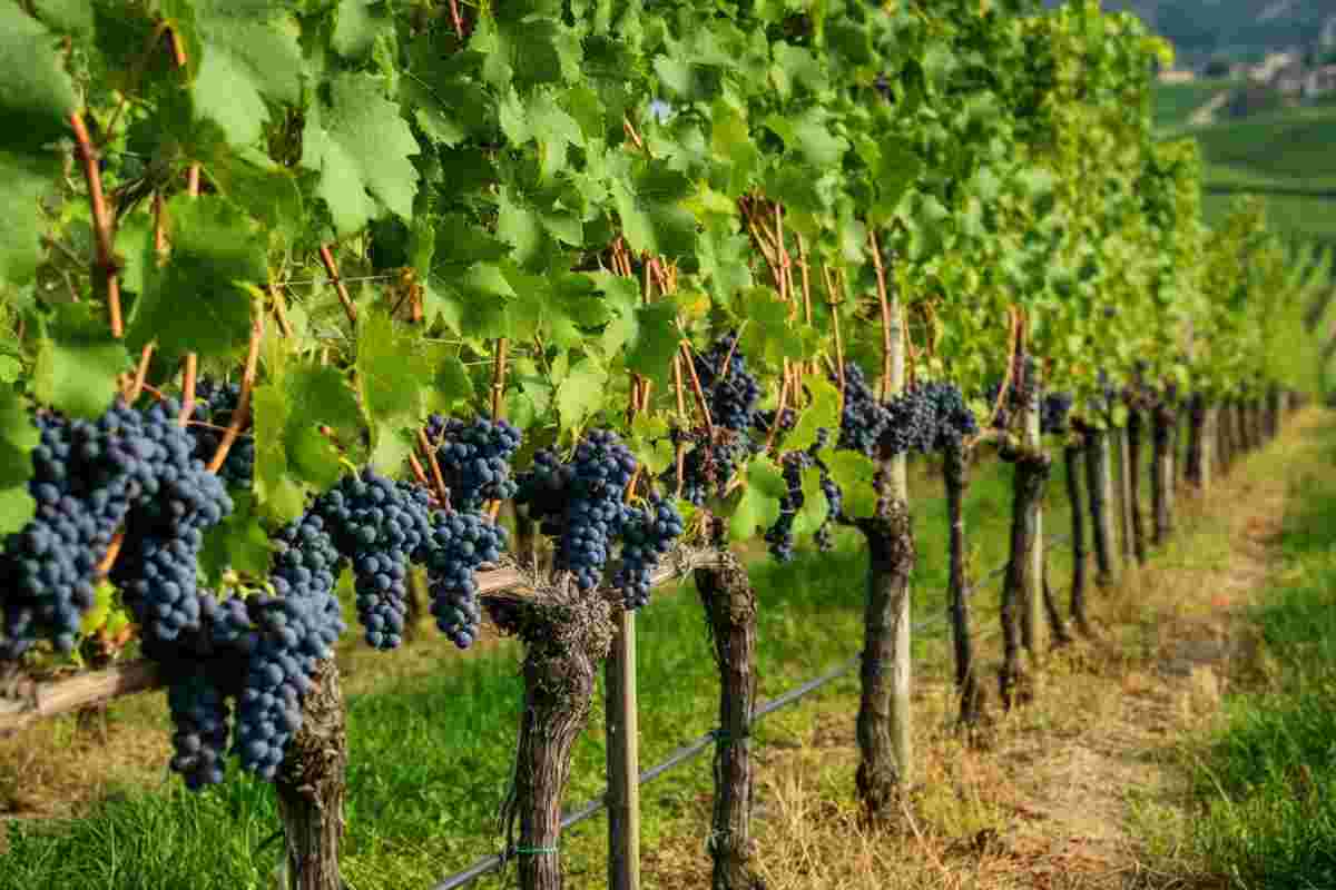 L'erbamat di Berlucchi: un vino che conquista sempre di più