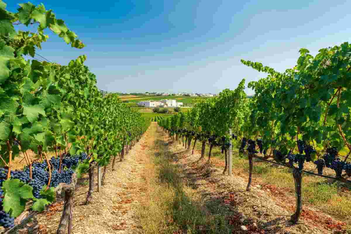 Novella Pastorelli: la nuova era del Consorzio del Primitivo di Manduria DOP