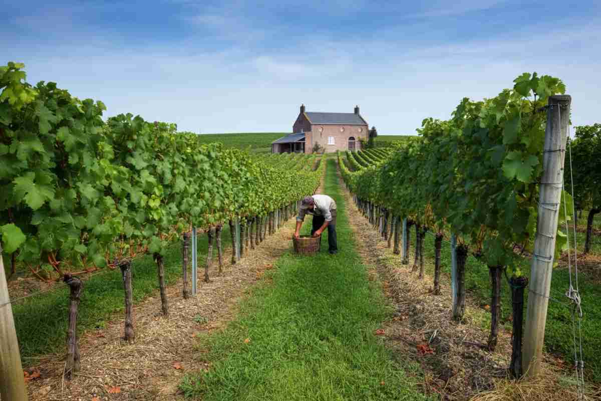 Nuove frontiere del vino in Belgio: Cowez parla di produzione consapevole