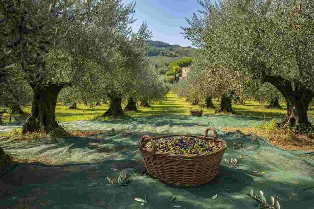Olearia San Giorgio: un viaggio nell'eccellenza calabrese dal 1940