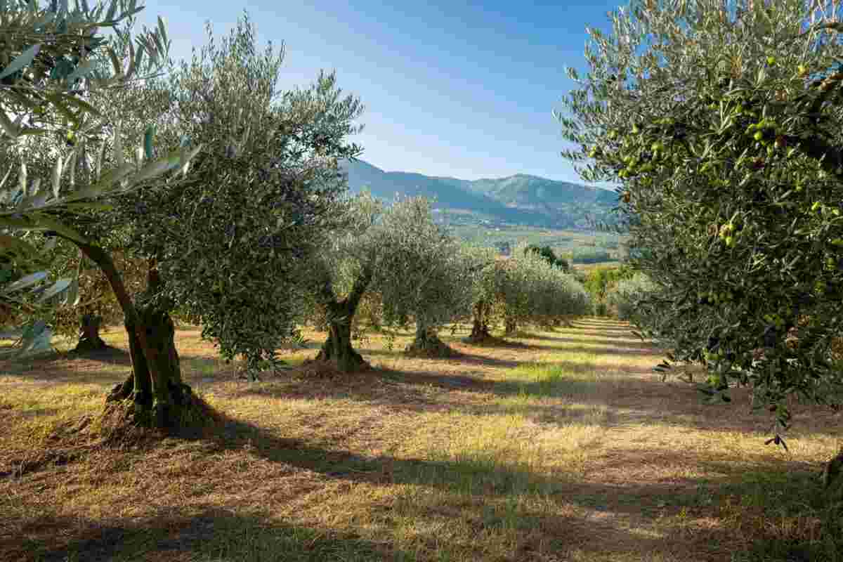 Olearia San Giorgio: un viaggio nell'eccellenza calabrese dal 1940