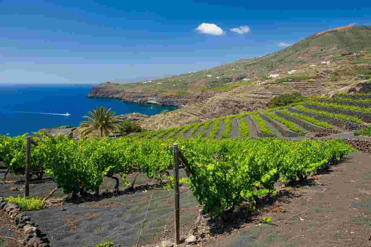 Pasqua Vini scommette su Pantelleria con il nuovo progetto enologico di Carole Bouquet