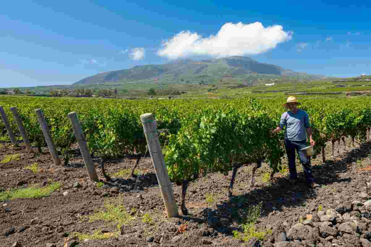Passito della Solidarietà: un futuro luminoso per i giovani viticoltori di Pantelleria