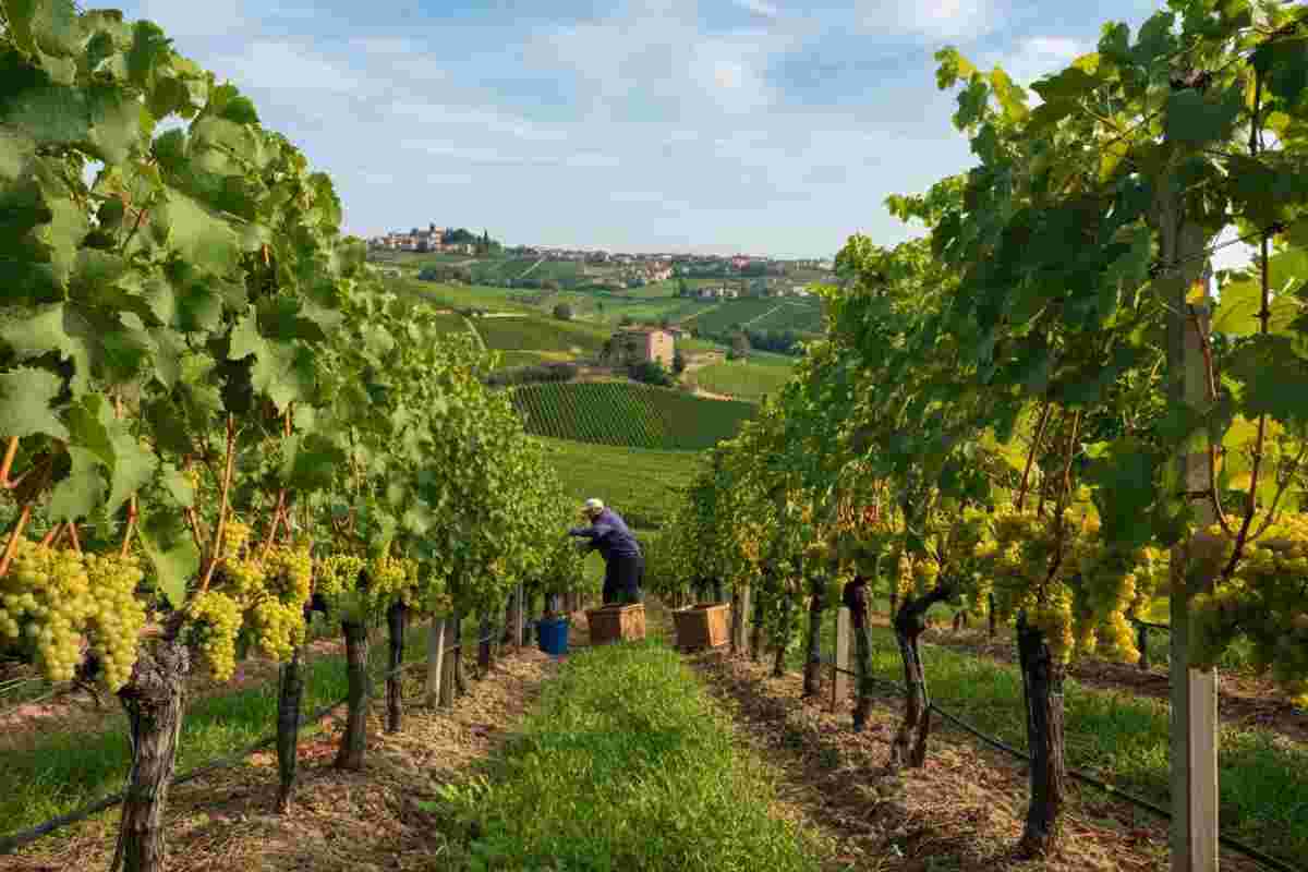 Prosecco conquista gli USA: un successo da 500 milioni di dollari in 15 anni