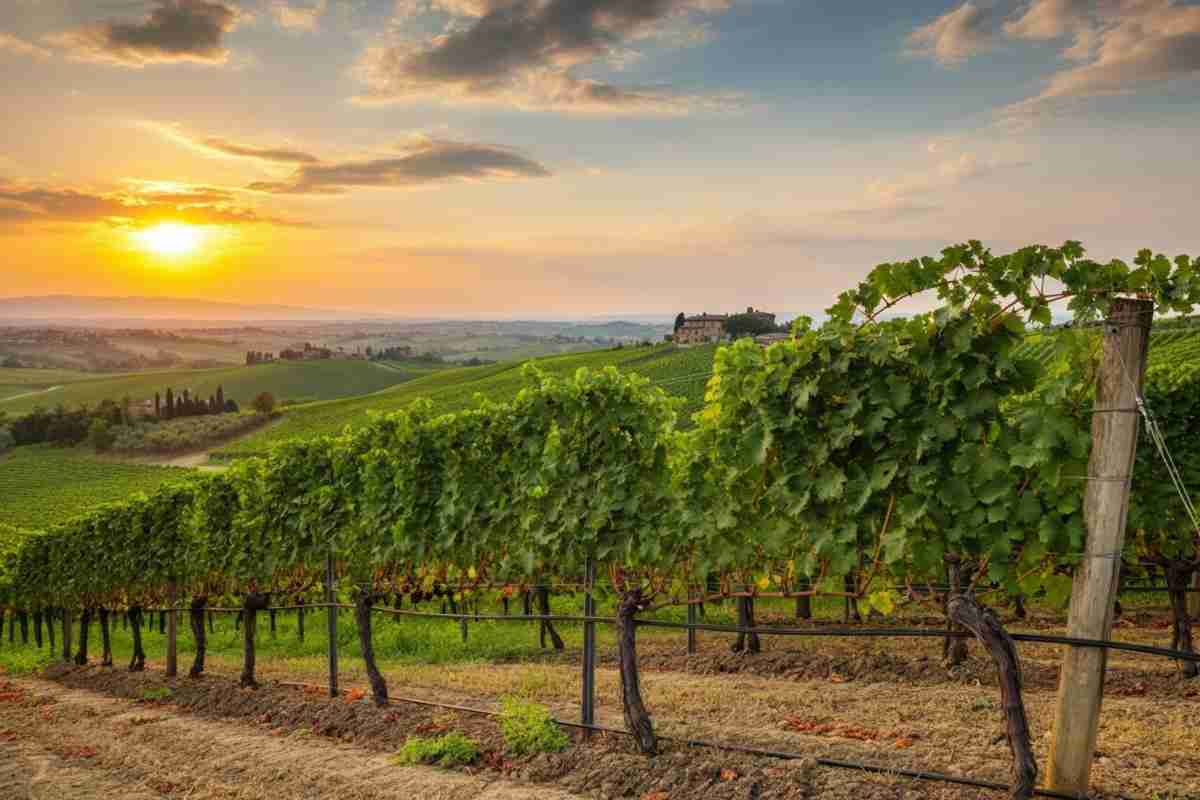 Rivoluzione nel mondo del vino: Assoenologi presenta le nuove sfide e priorità