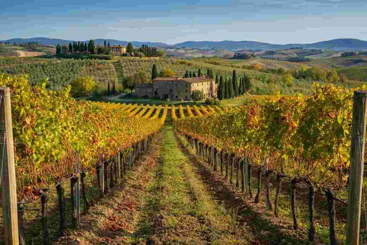 Sangioveto: il futuro del vitigno simbolo di Siena tra storia e innovazione