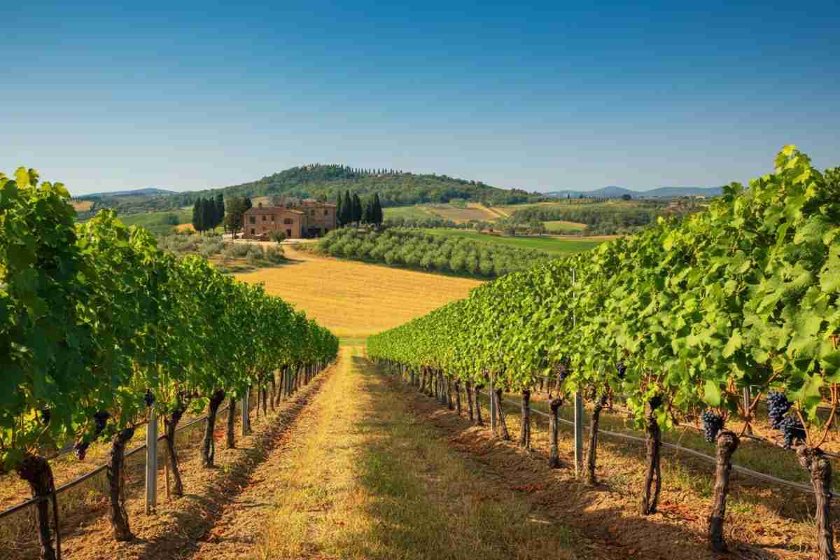 Sangioveto: il vitigno simbolo di Siena tra passato, presente e futuro